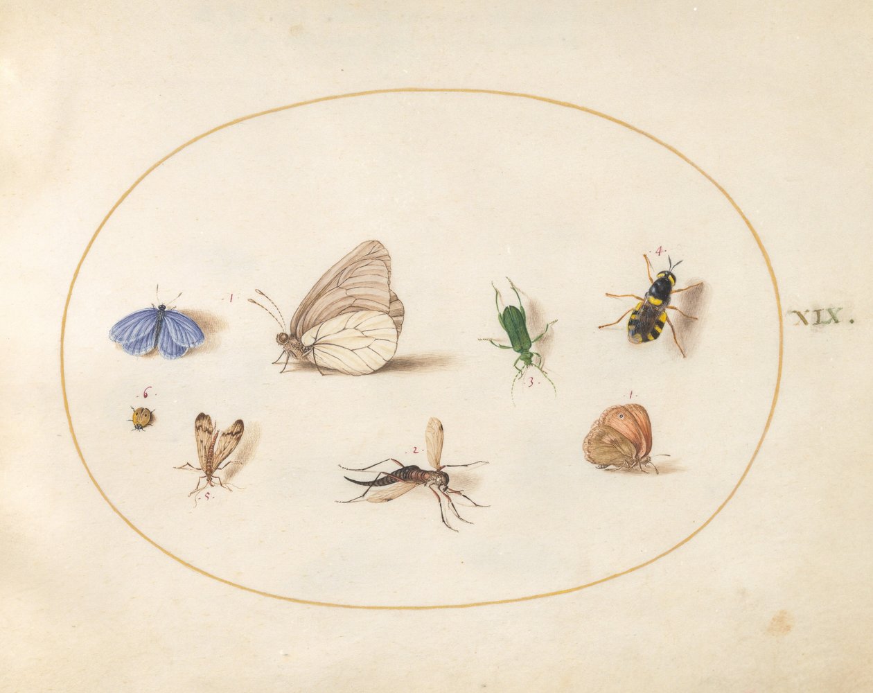 Planche 19: deux papillons avec cinq autres insectes - Joris Hoefnagel