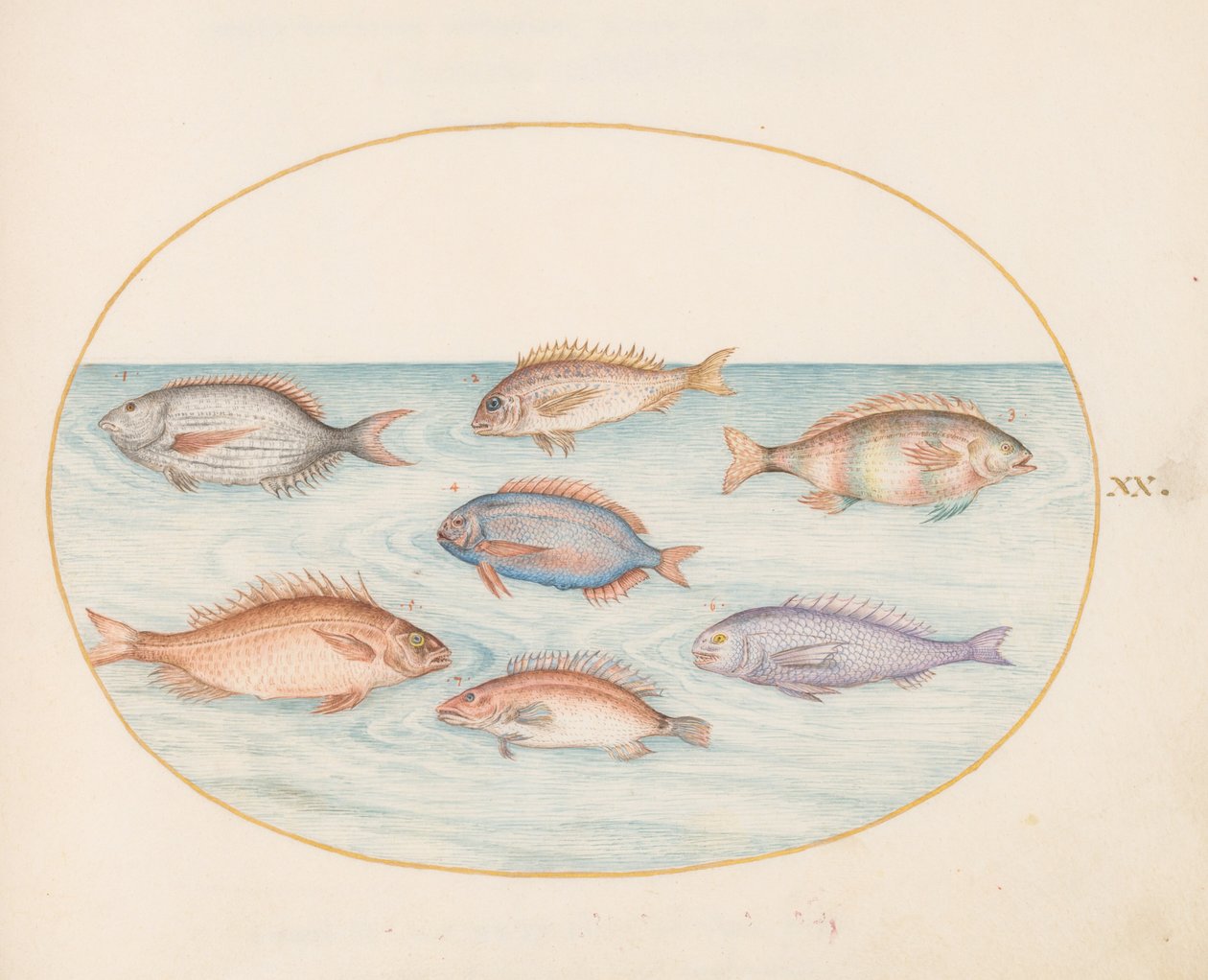 Planche 20 : Dorade, denté, sar et autres poissons - Joris Hoefnagel