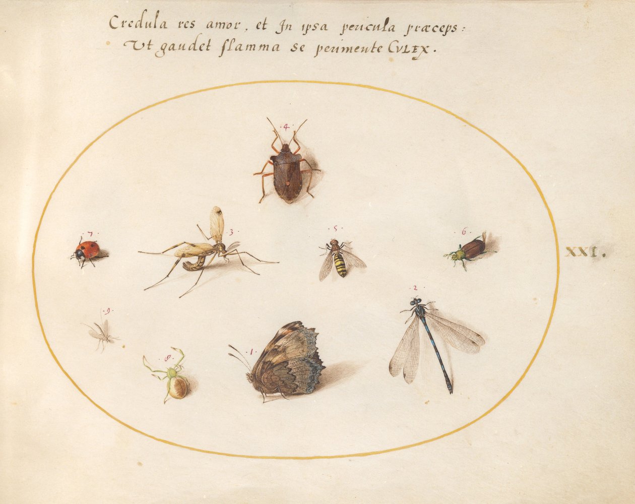 Planche 21 : Un papillon avec une libellule, une coccinelle et cinq autres insectes - Joris Hoefnagel