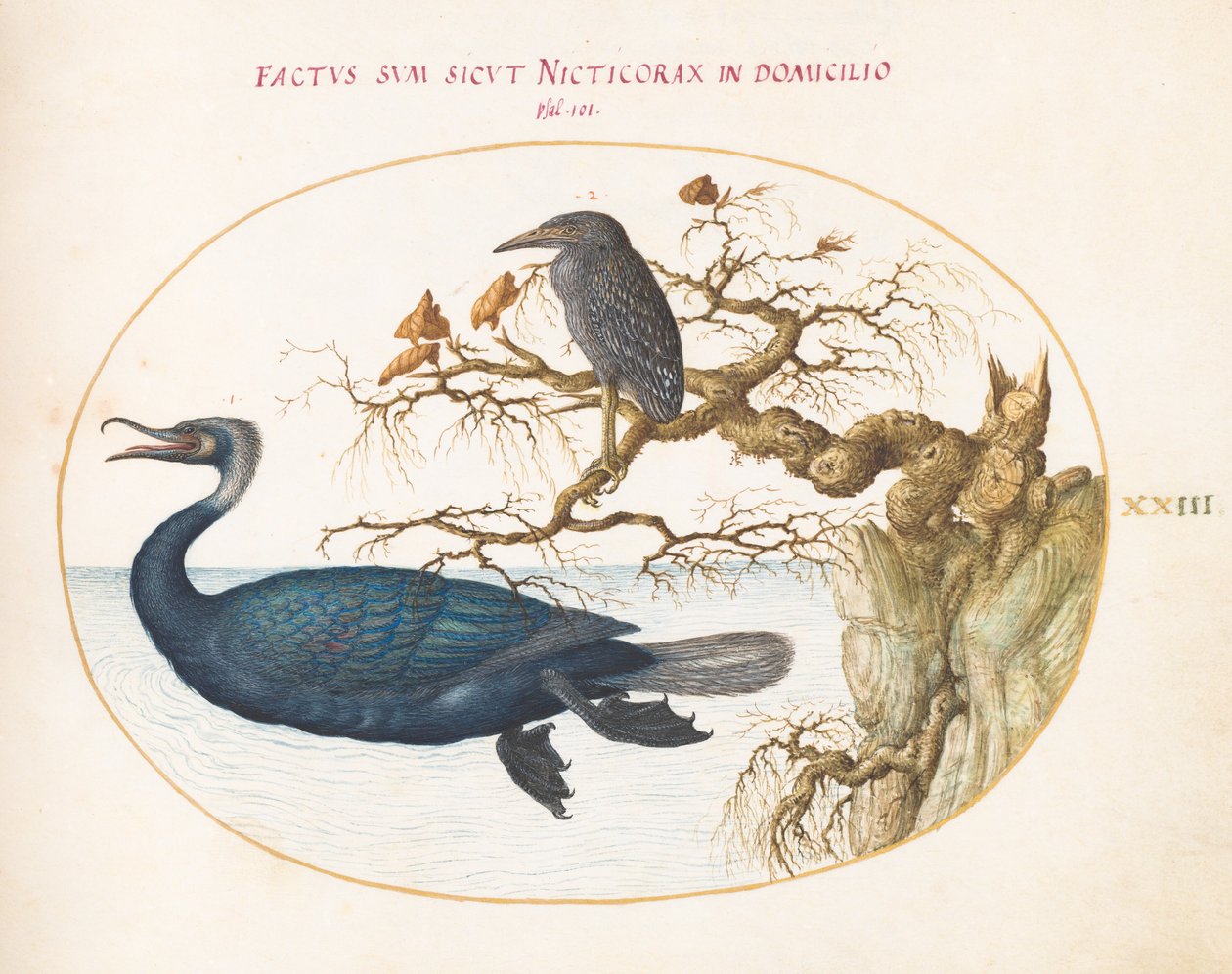 Planche 23 : Un cormoran de Brandt avec un héron couronné juvénile - Joris Hoefnagel