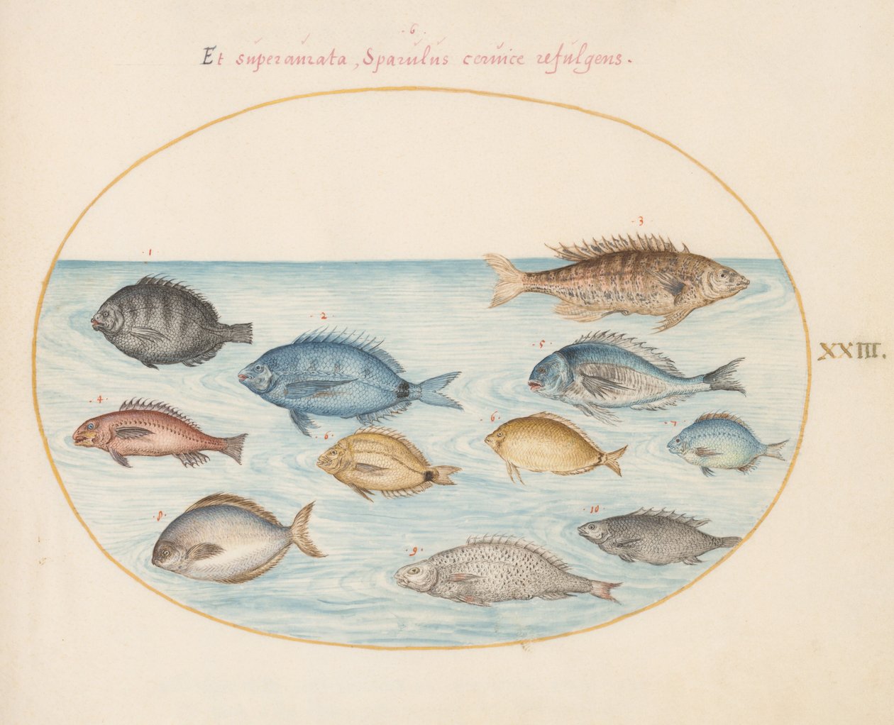 Planche 23 : Brème(?) et autres poissons - Joris Hoefnagel