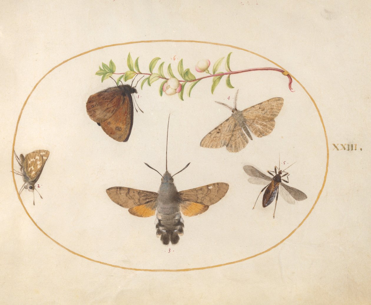 Planche 23 : Sphinx tête de mort, papillons et autres insectes autour d