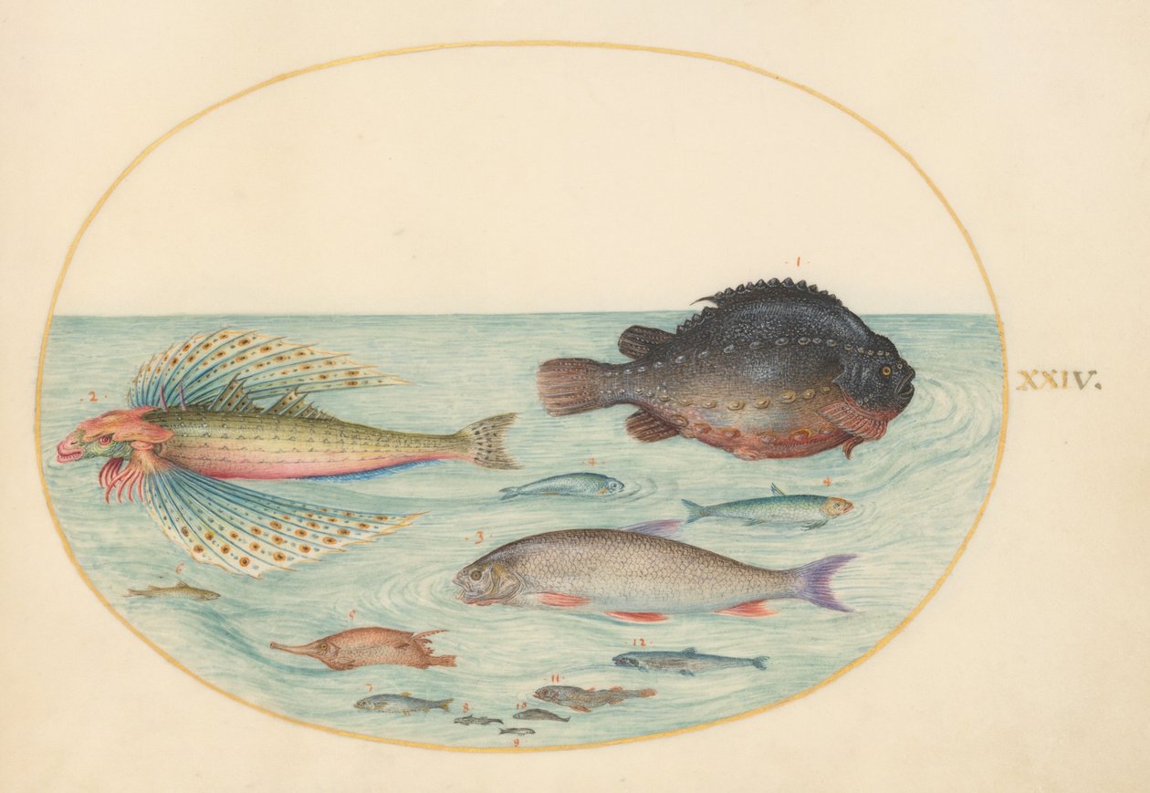 Planche 24 : Grondin-hirondelle, loir mâle, poisson-bécasse à longues épines et autres poissons - Joris Hoefnagel