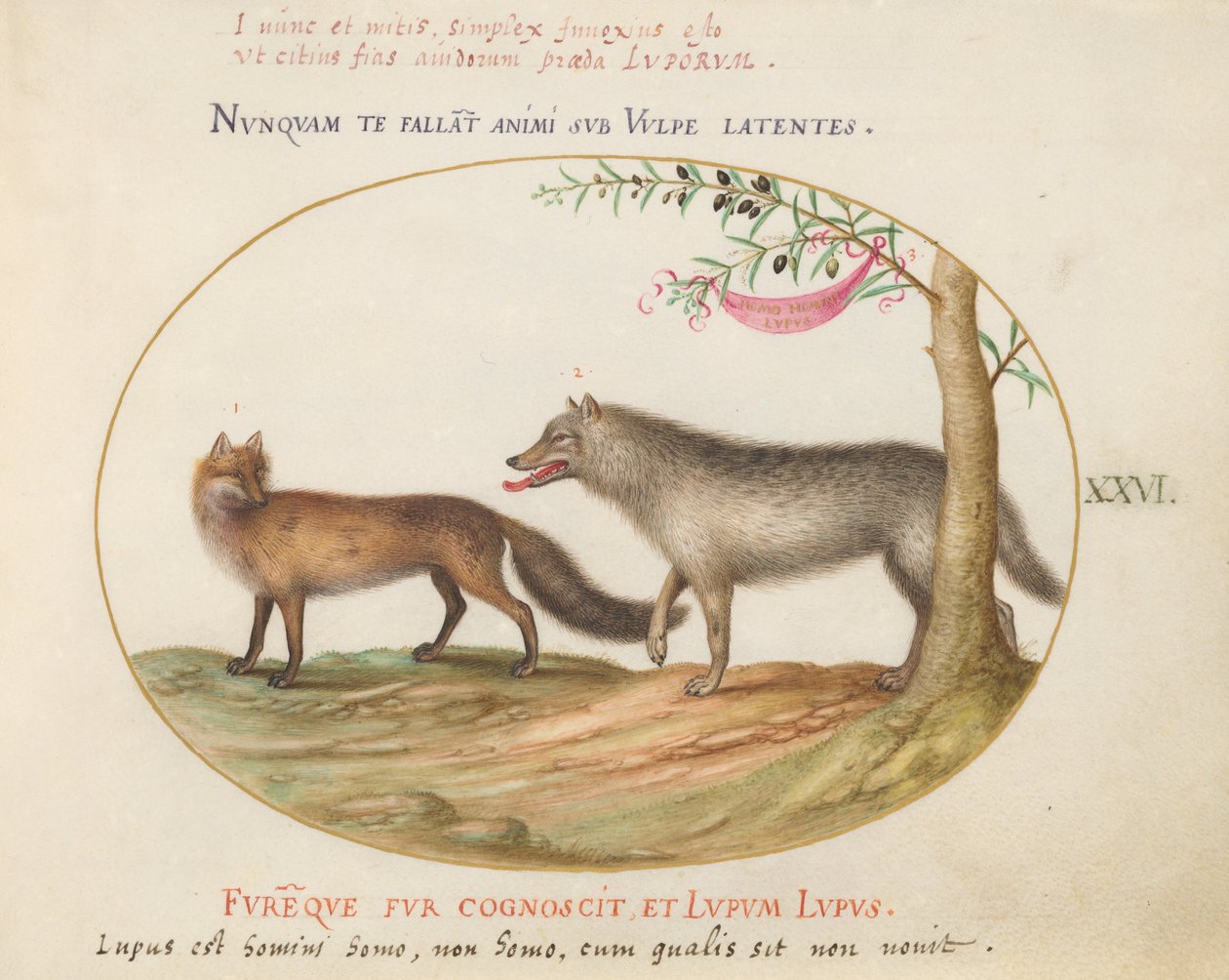 Planche 26 : Un renard roux et un loup - Joris Hoefnagel