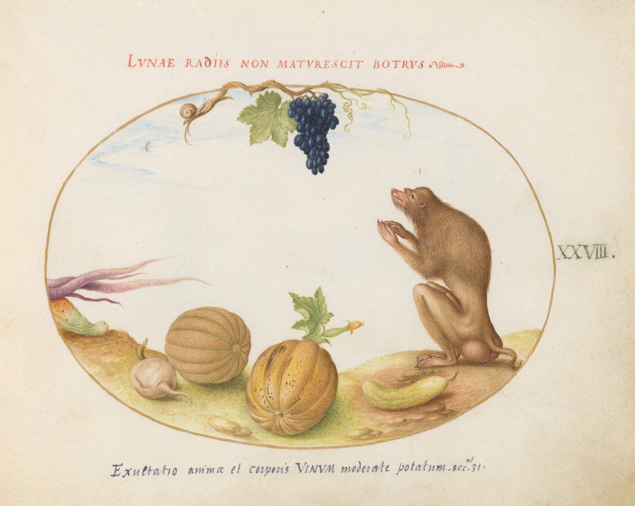 Planche 28 : Une "Tartarine" (Macaque de Barbarie ?) avec fruit et escargot - Joris Hoefnagel