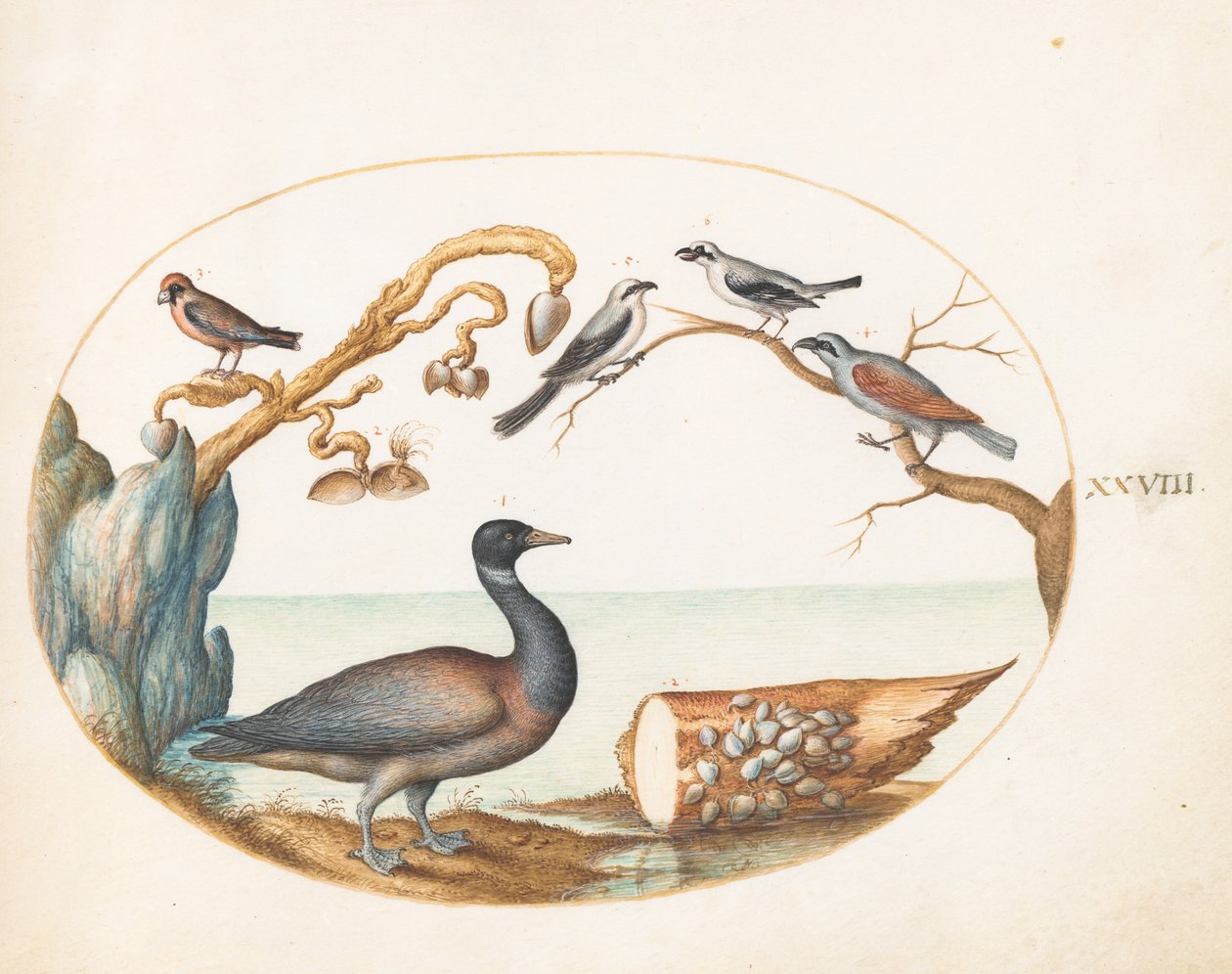 Planche 28 : Bernache nonnette avec pies-grièches et autres oiseaux - Joris Hoefnagel