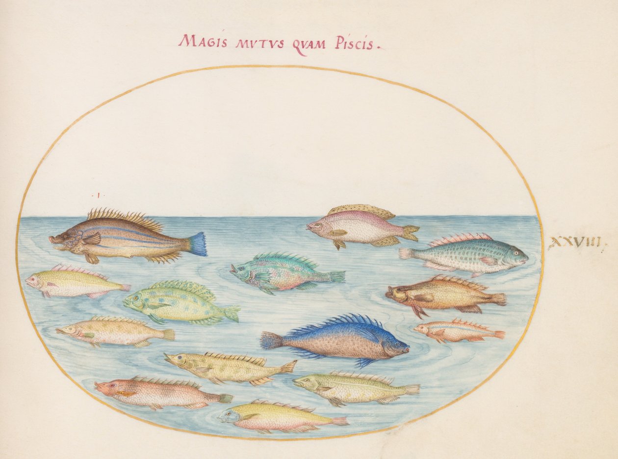 Planche 28 : Daurade(?) et autres poissons - Joris Hoefnagel