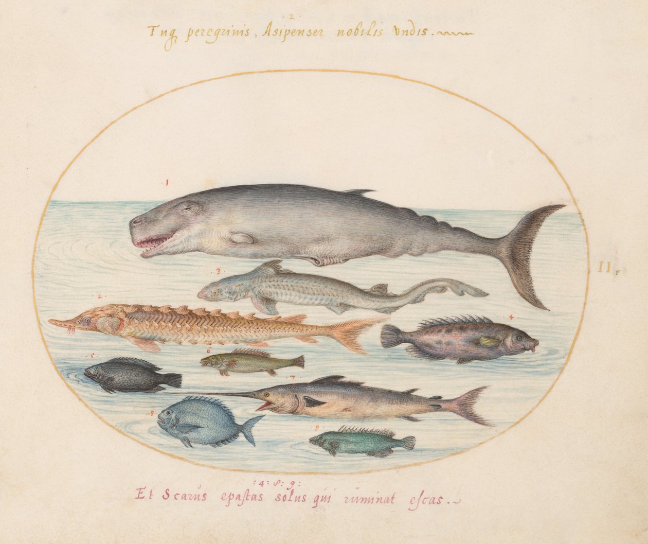 Planche 2 : Cachalot, esturgeon, requin et autres poissons - Joris Hoefnagel