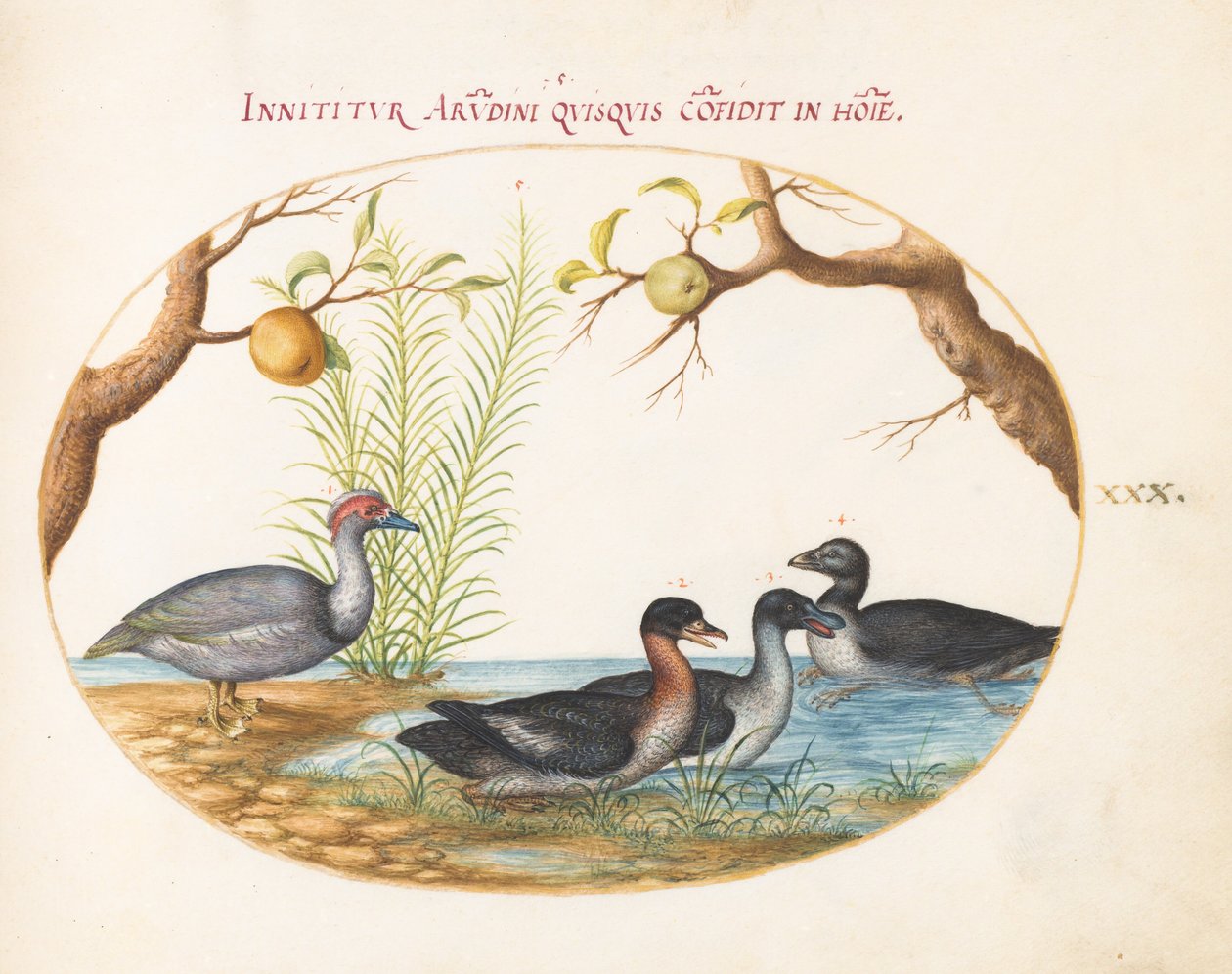 Planche 30 : Un canard de Barbarie (?), un canard à quatre pattes et deux autres oiseaux - Joris Hoefnagel