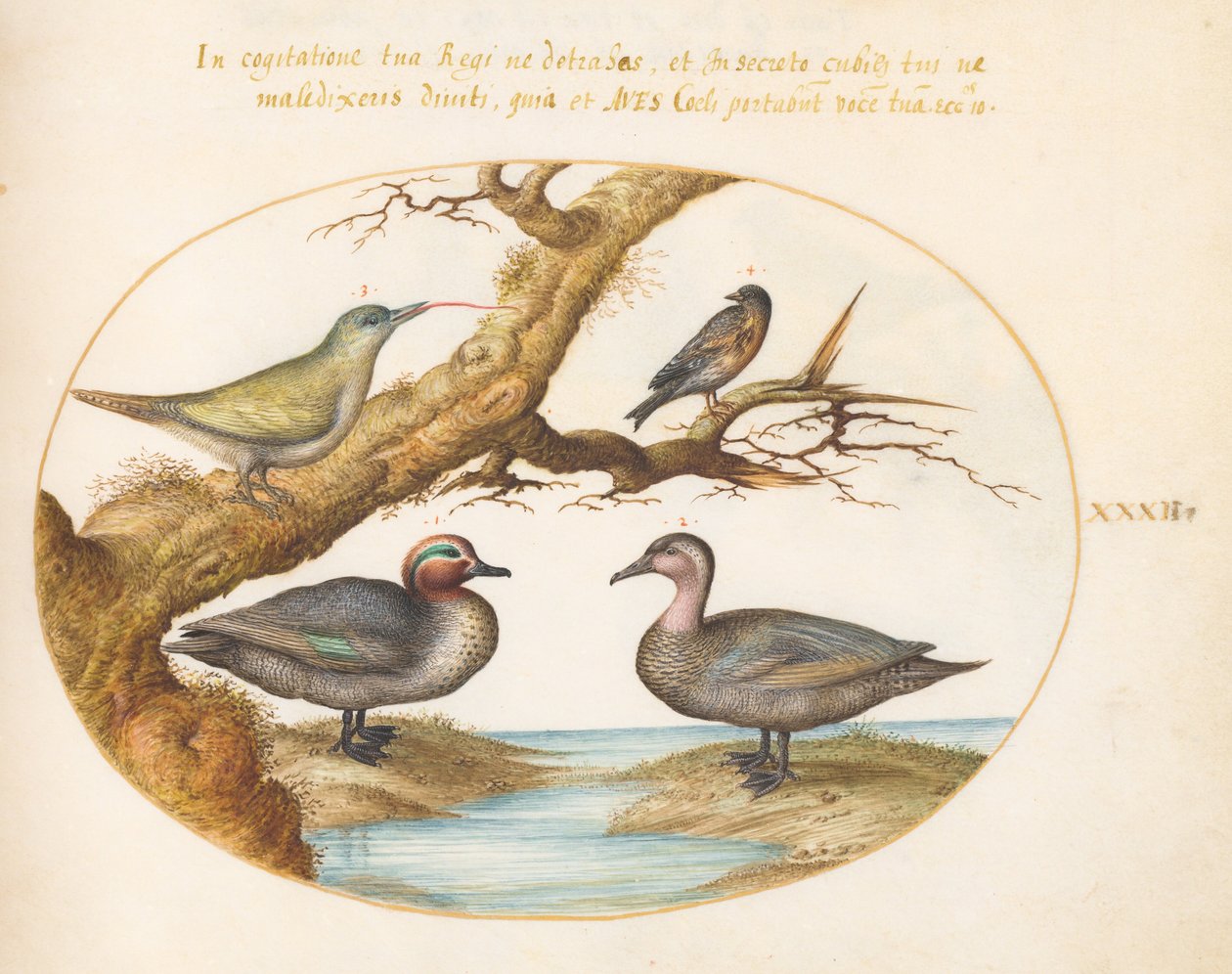Planche 32 : une sarcelle à ailes vertes, un jeune pic vert et deux autres oiseaux - Joris Hoefnagel