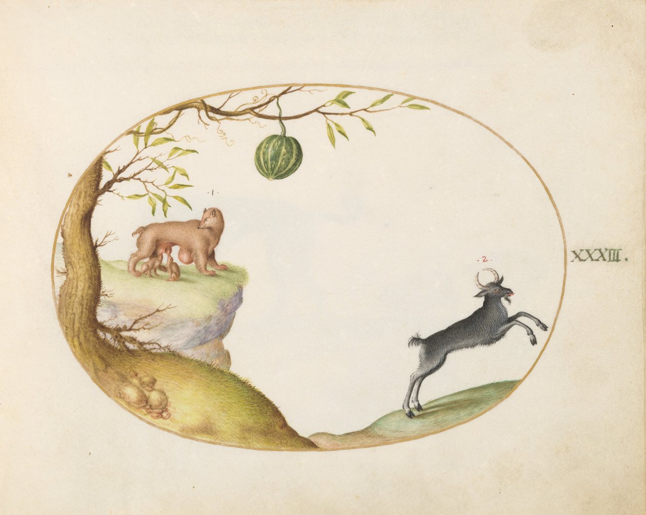 Planche 33 : Un "Simivulpa" (opossum ?) et un ibex - Joris Hoefnagel
