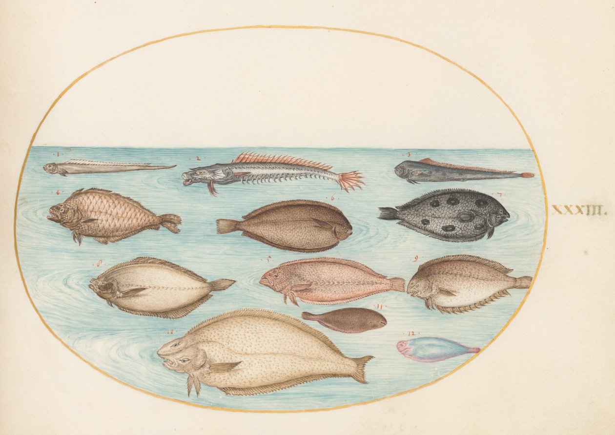 Planche 33 : Sole et autres poissons plats avec poisson-bande (?) - Joris Hoefnagel