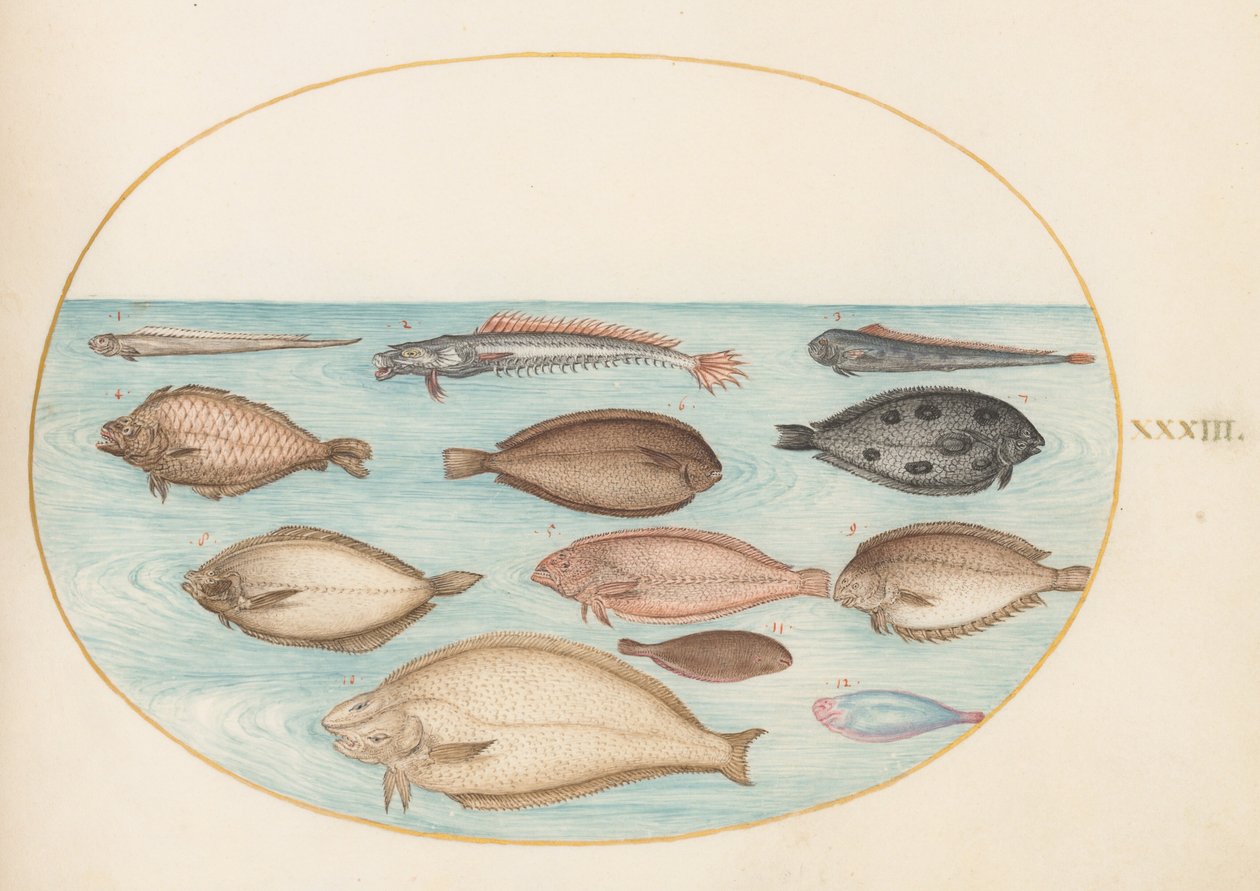 Planche 33 : sole et autres poissons plats avec poisson ruban(?) - Joris Hoefnagel