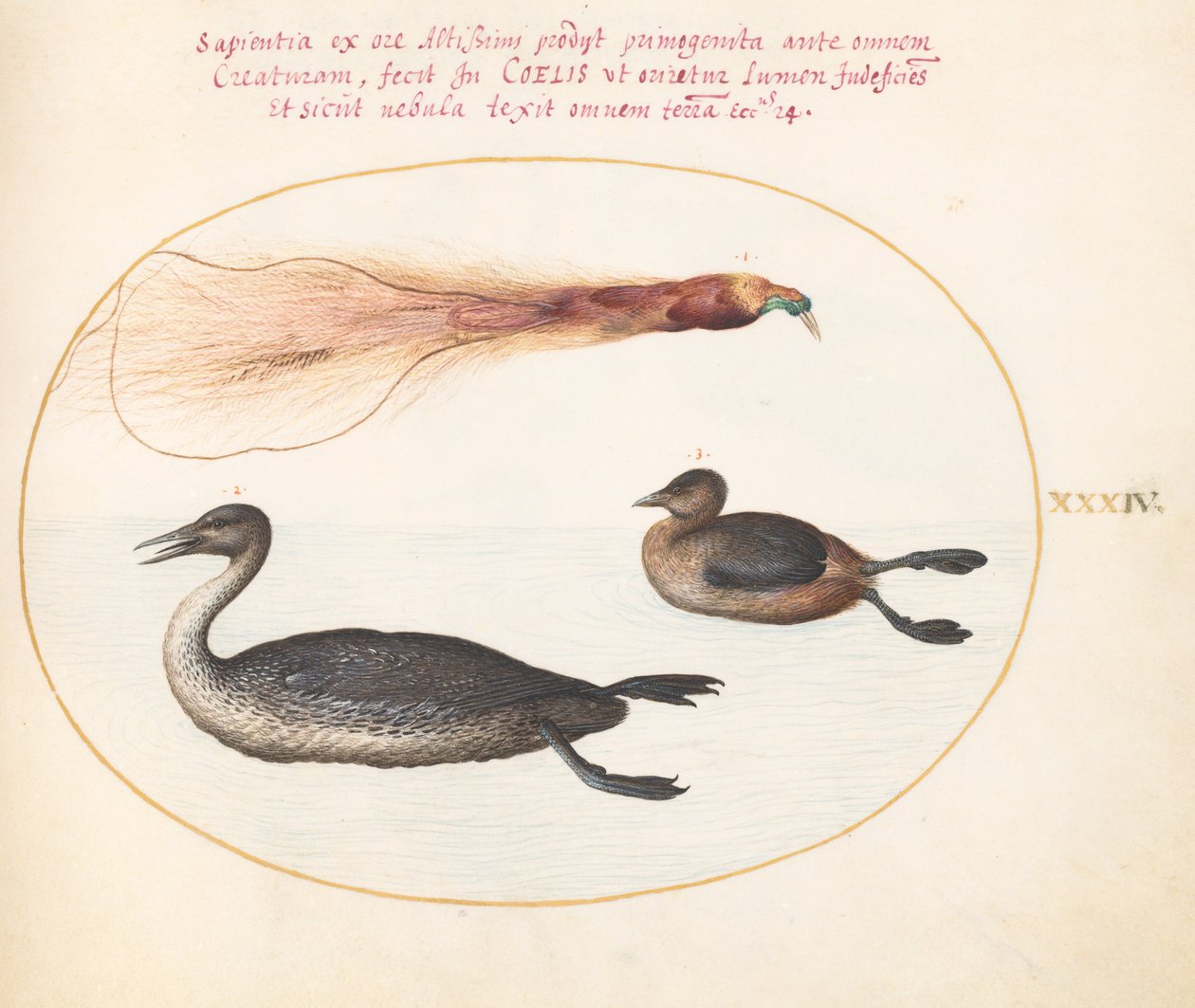 Planche 34: Oiseau de paradis avec harle(?) et grèbe(?) - Joris Hoefnagel