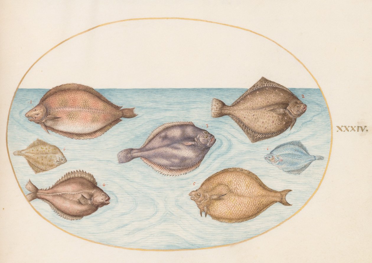 Planche 34 : Sept poissons plats - Joris Hoefnagel