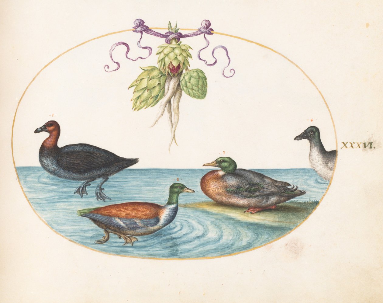 Planche 36 : harle huppé, canard souchet et canard colvert, et canard aux artichauts - Joris Hoefnagel