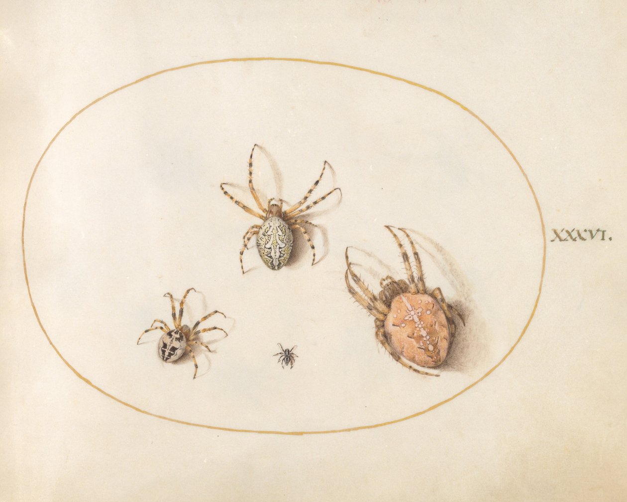 Planche 36 : Trois grosses araignées et une petite araignée - Joris Hoefnagel