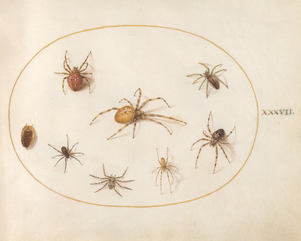 Planche 37 : sept araignées et un insecte - Joris Hoefnagel