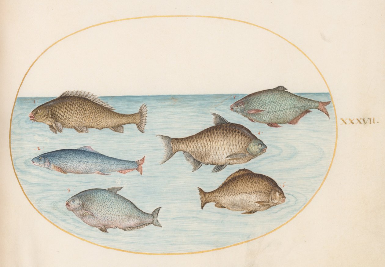 Planche 37 : six poissons, dont des carpes - Joris Hoefnagel