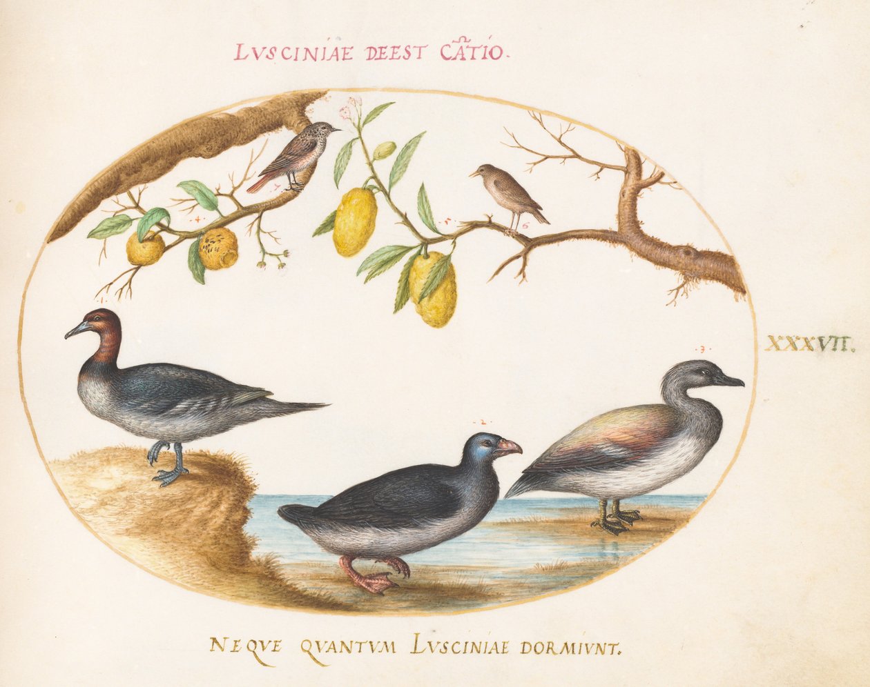 Planche 37 : trois oiseaux aquatiques avec deux rossignols(?) perchés dans des agrumes - Joris Hoefnagel