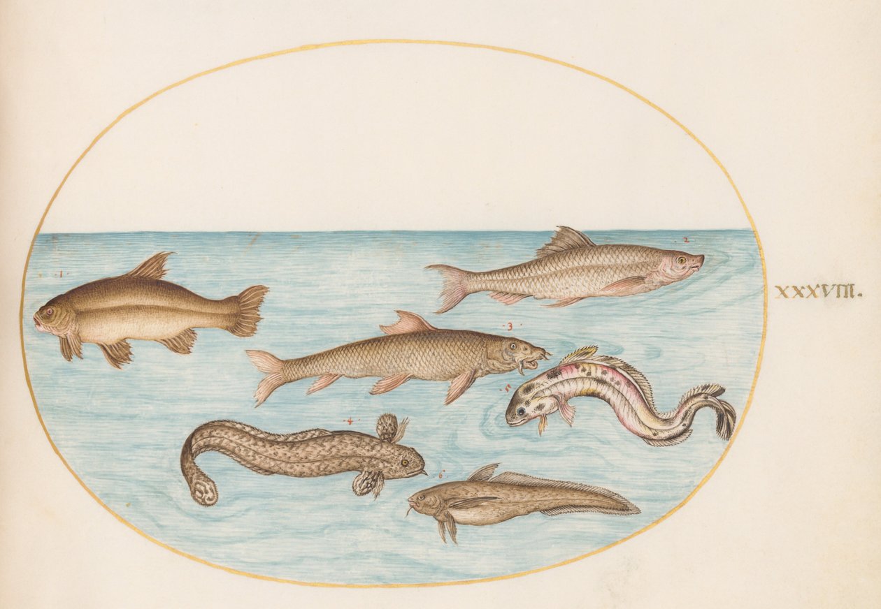 Planche 38 : lotte, motelle et autres poissons - Joris Hoefnagel