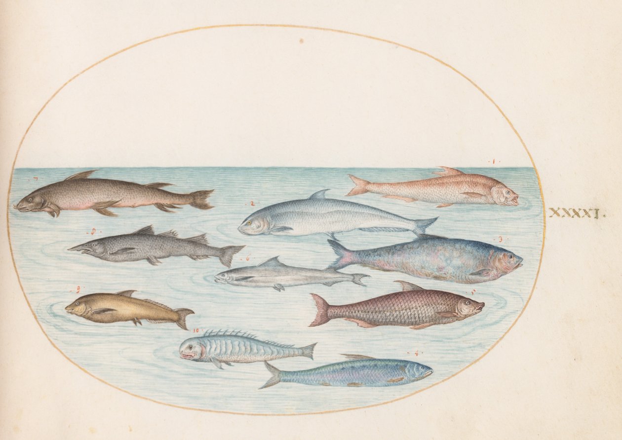 Planche 41 : Poisson blanc(?) et autres poissons - Joris Hoefnagel