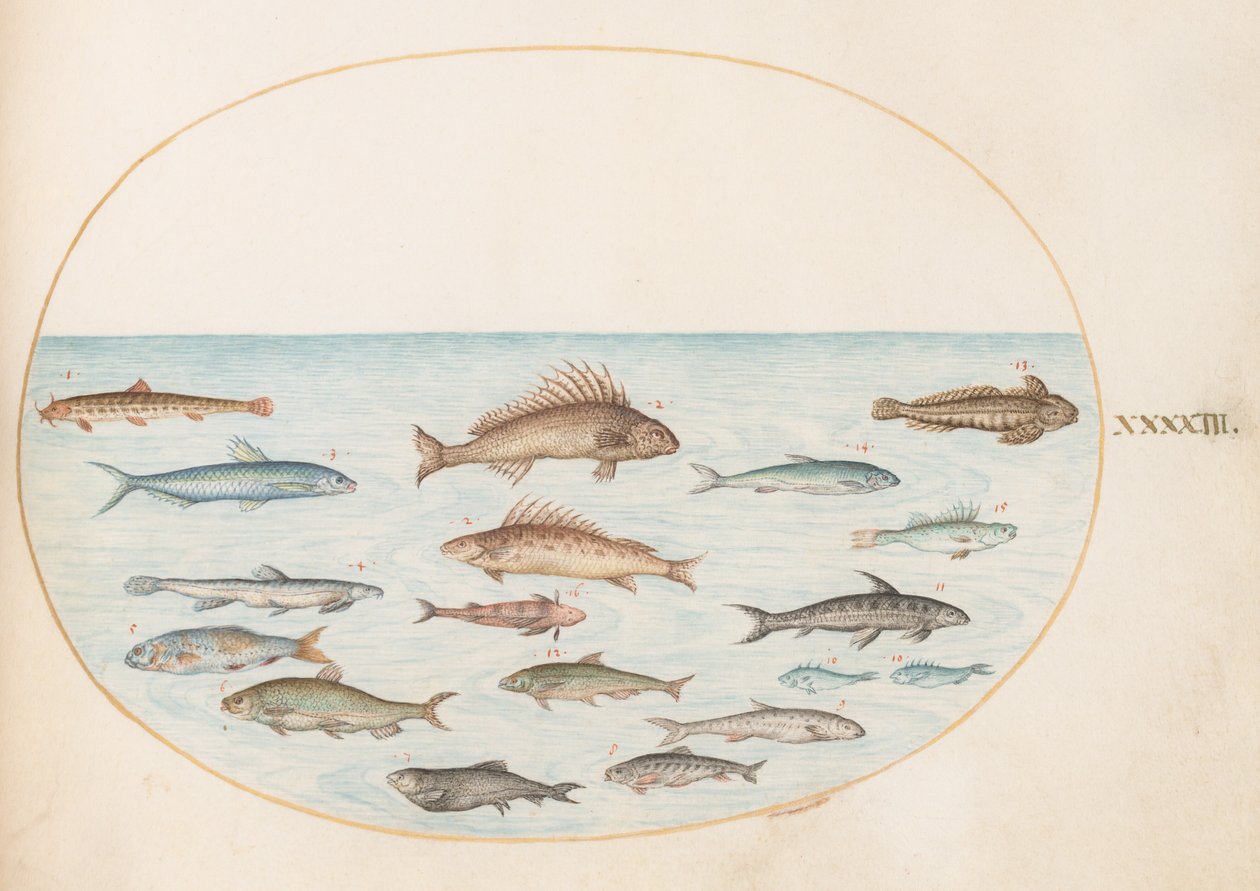 Planche 43 : Quinze poissons - Joris Hoefnagel