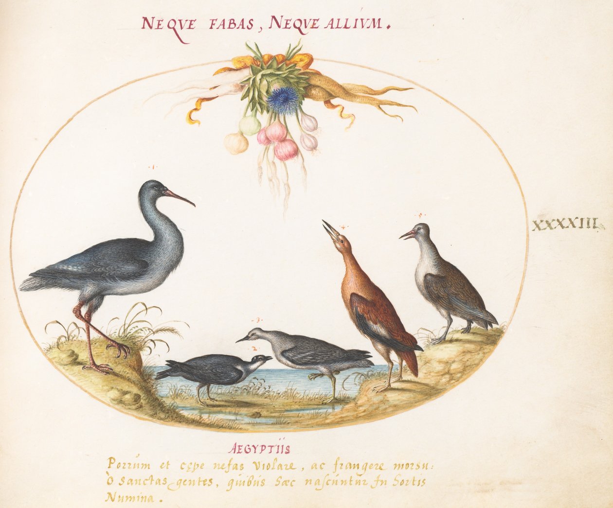 Planche 43 : Bécasseaux et autres oiseaux de rivage admirant une guirlande de fleurs - Joris Hoefnagel