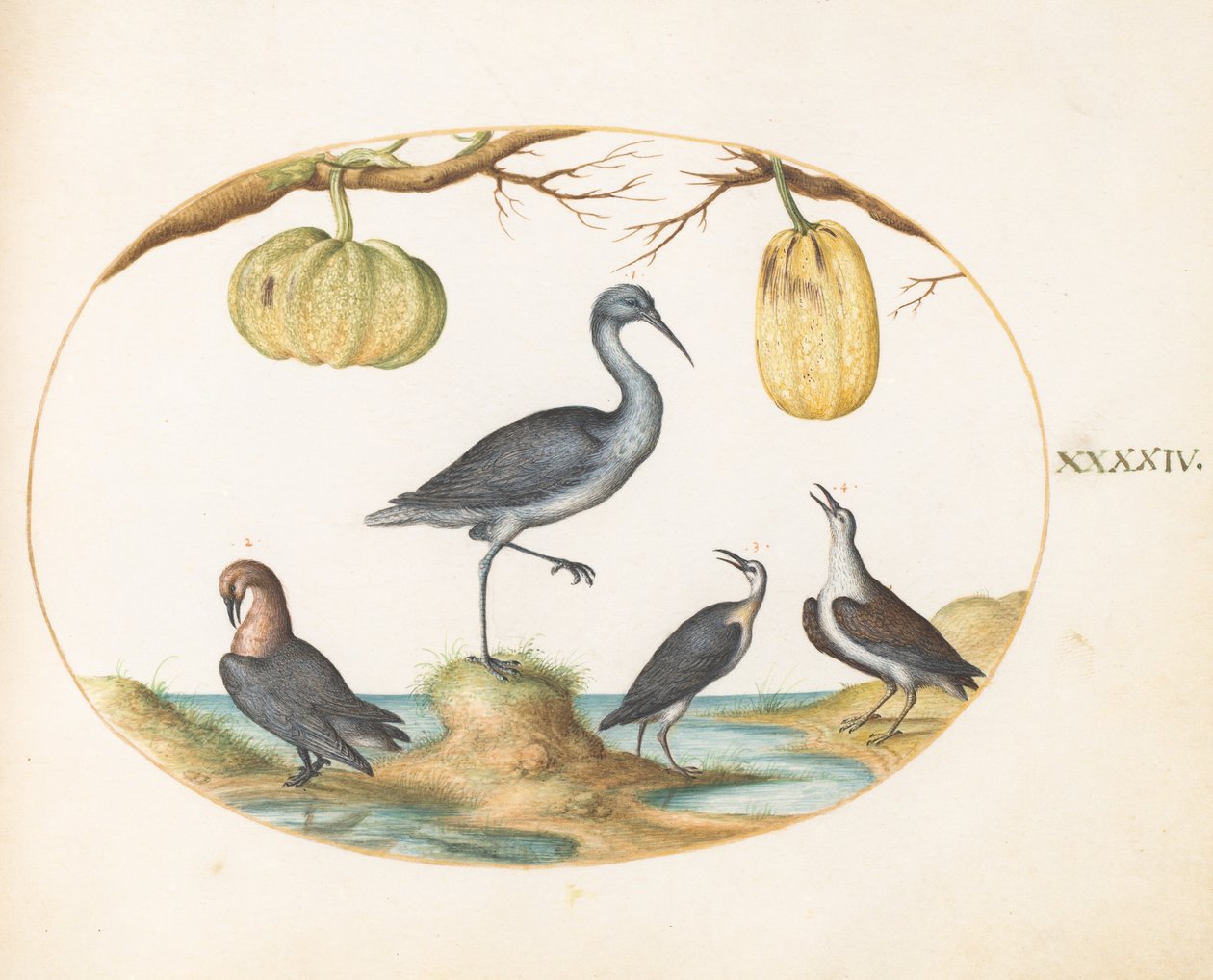 Planche 44 : Barge (?) et bécasseaux avec deux courges - Joris Hoefnagel