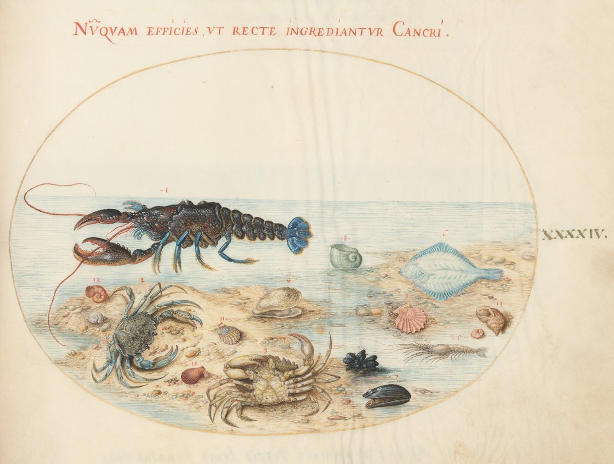 Planche 44 : Homard, Deux Crabes, Coquilles Saint-Jacques et Autres Animaux Marins - Joris Hoefnagel