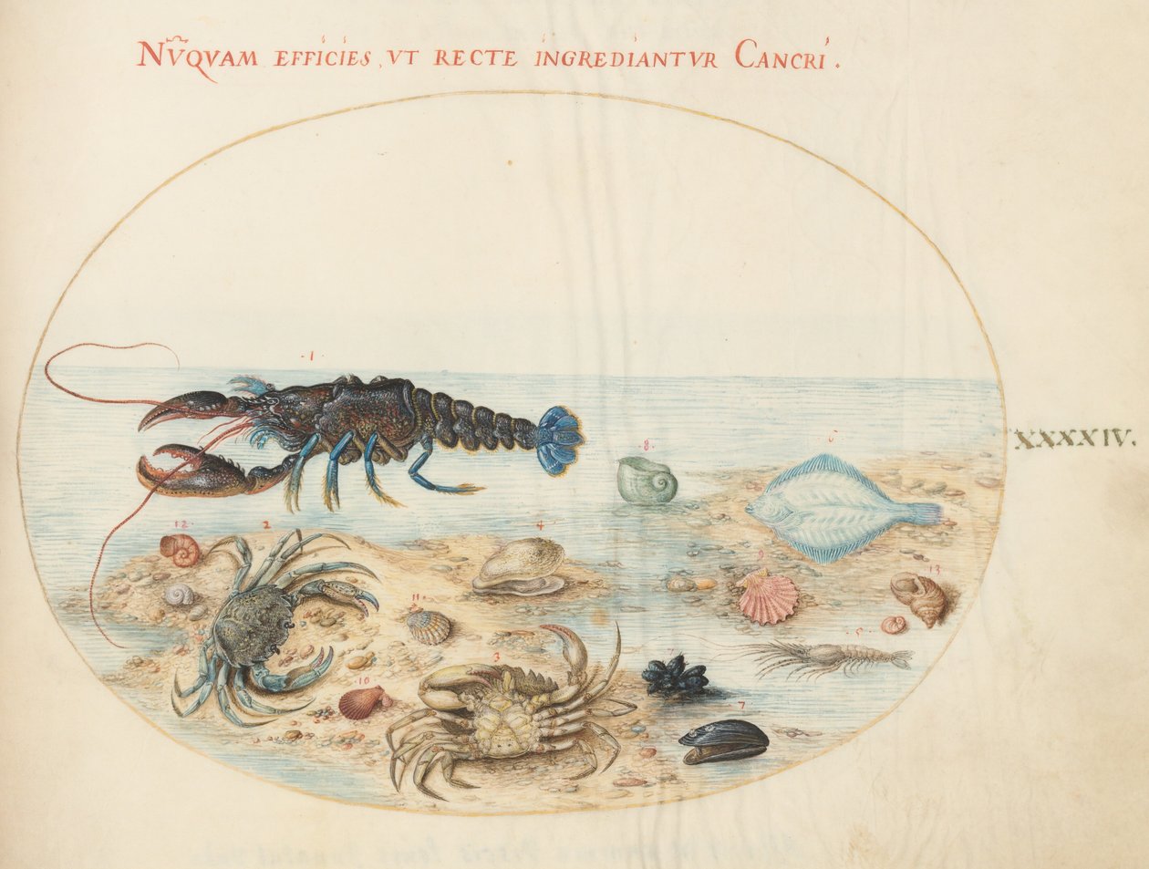 Planche 44 : homard, deux crabes, coquilles Saint-Jacques et autres formes de vie marine - Joris Hoefnagel
