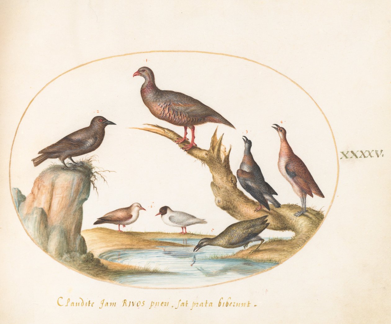 Planche 45 : Mouettes et autres oiseaux sur une rive - Joris Hoefnagel