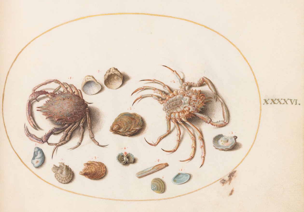 Planche 46 : Deux crabes avec des coquillages - Joris Hoefnagel