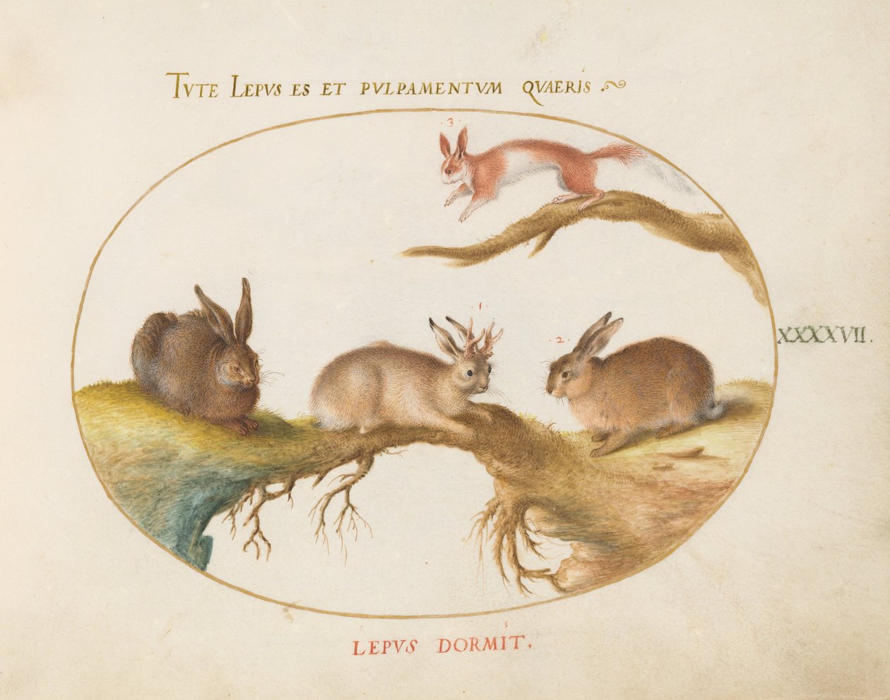 Planche 47 : un lièvre, « Jackalope », un lapin et un écureuil tacheté - Joris Hoefnagel