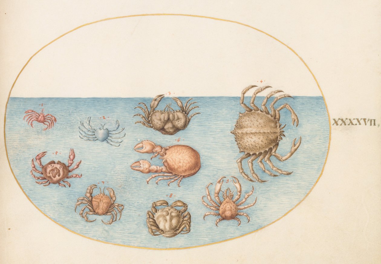 Planche 47 : neuf crabes - Joris Hoefnagel