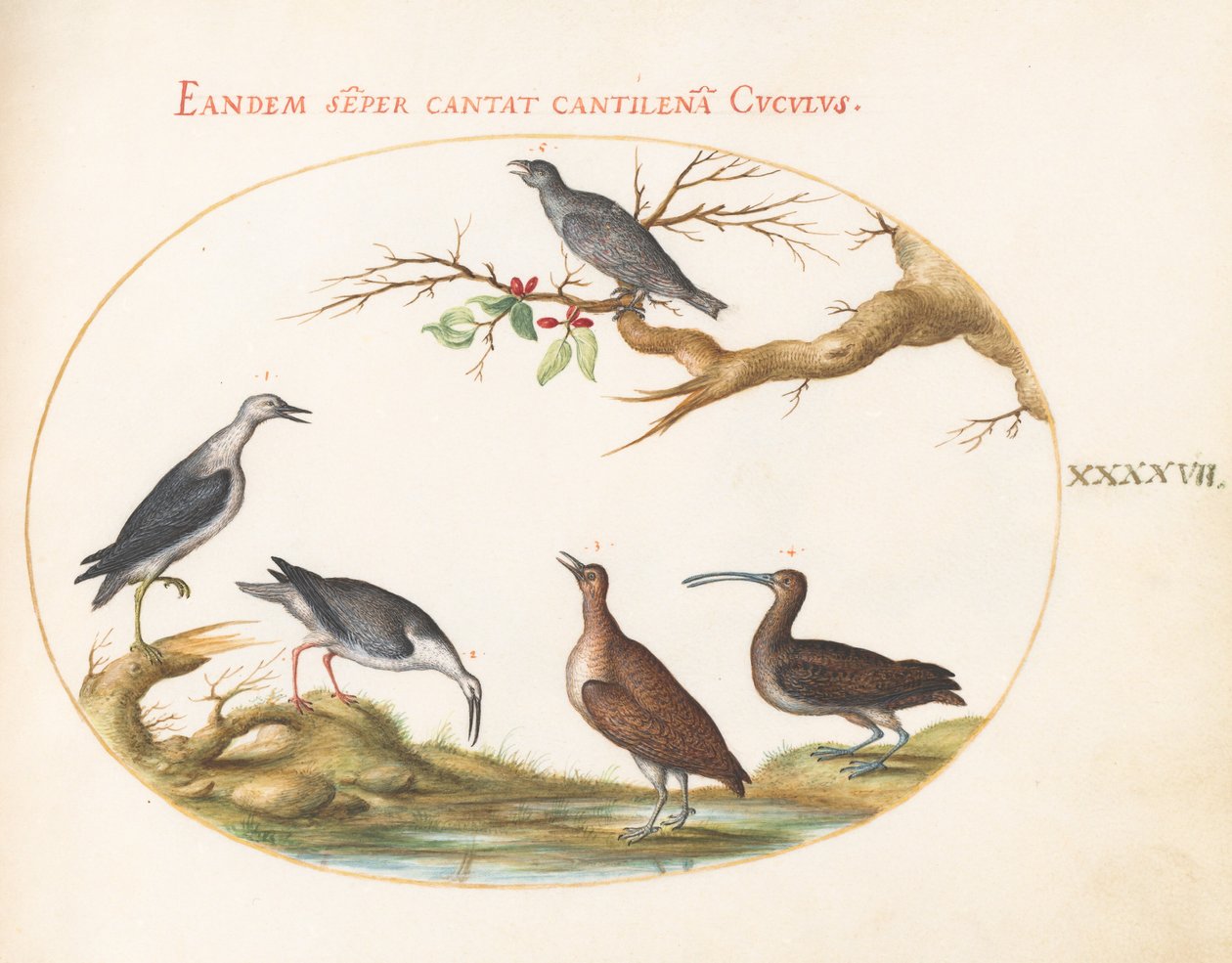 Planche 47 : Oiseaux de rivage avec un oiseau perché - Joris Hoefnagel