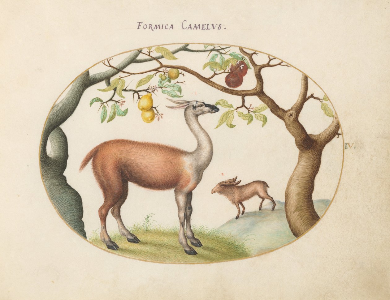 Planche 4 : Lama et Élan - Joris Hoefnagel