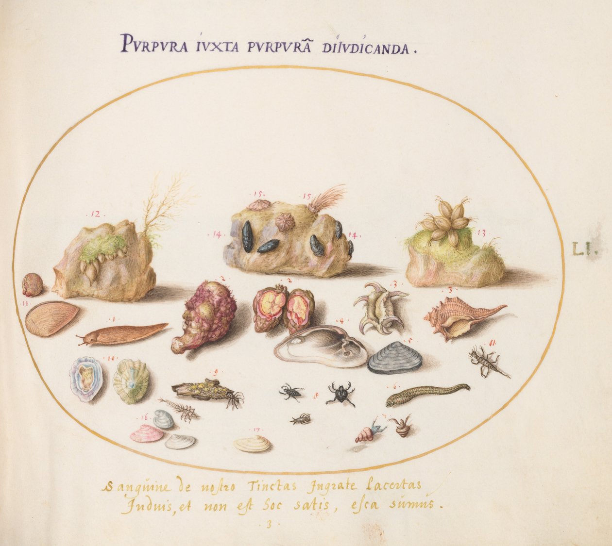 Planche 51: mollusques murex, coquillages, bernard-l