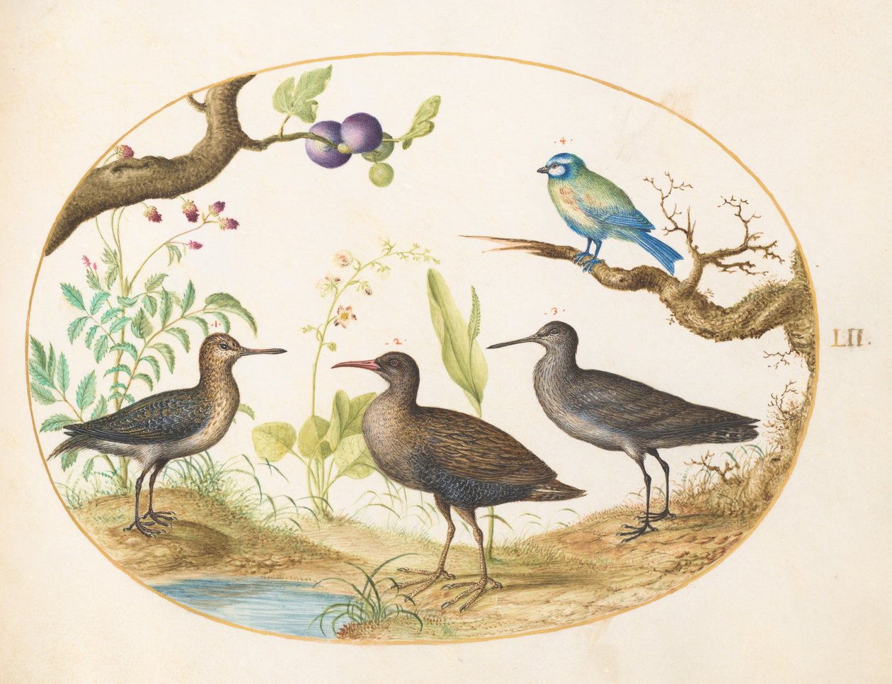 Planche 52 : Mésange bleue avec trois échassiers et un figuier - Joris Hoefnagel