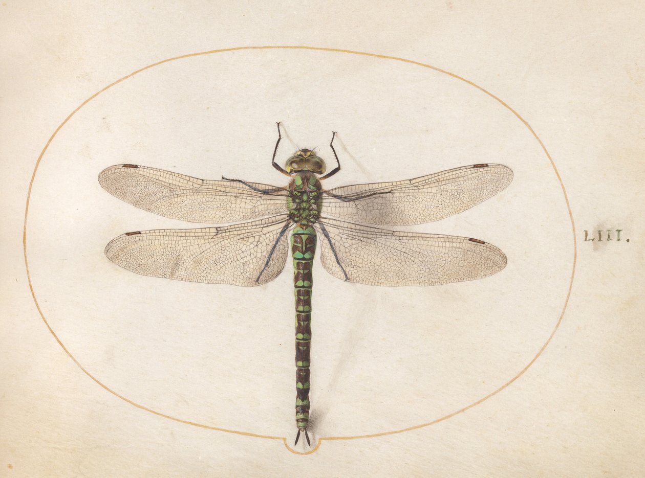 Planche 53 : Libellule « Southern Hawker » - Joris Hoefnagel