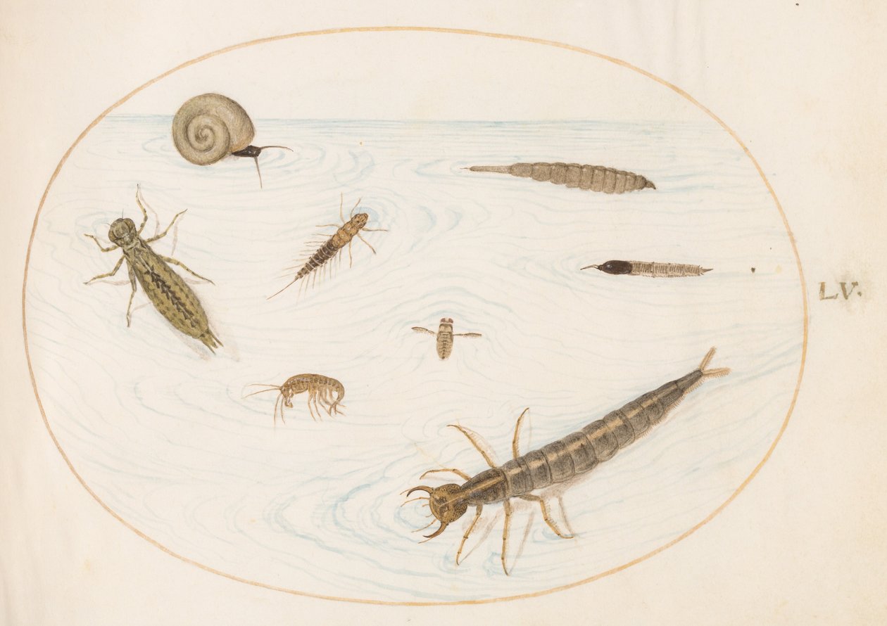 Planche 55 : Insectes aquatiques et invertébrés, y compris un escargot - Joris Hoefnagel