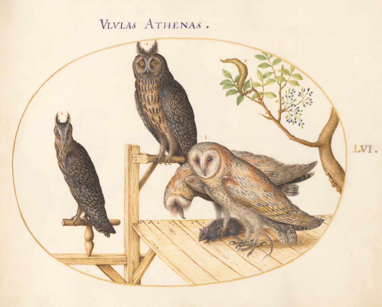 Planche 56 : Chouettes effraies avec une souris, Grand-duc (?) et une autre chouette - Joris Hoefnagel