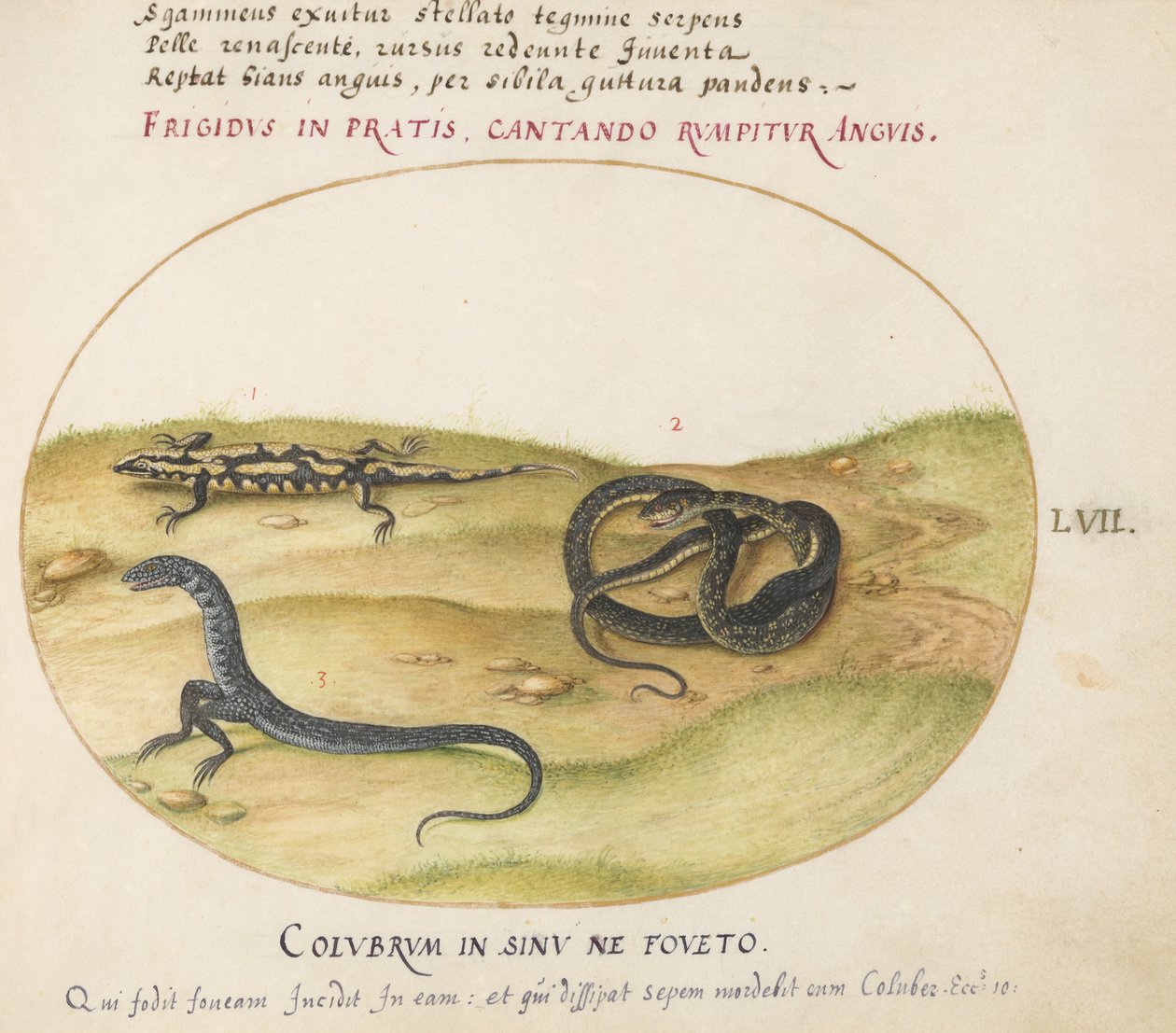 Planche 57 : Un serpent, une salamandre de feu et une créature serpentiforme à deux pattes - Joris Hoefnagel