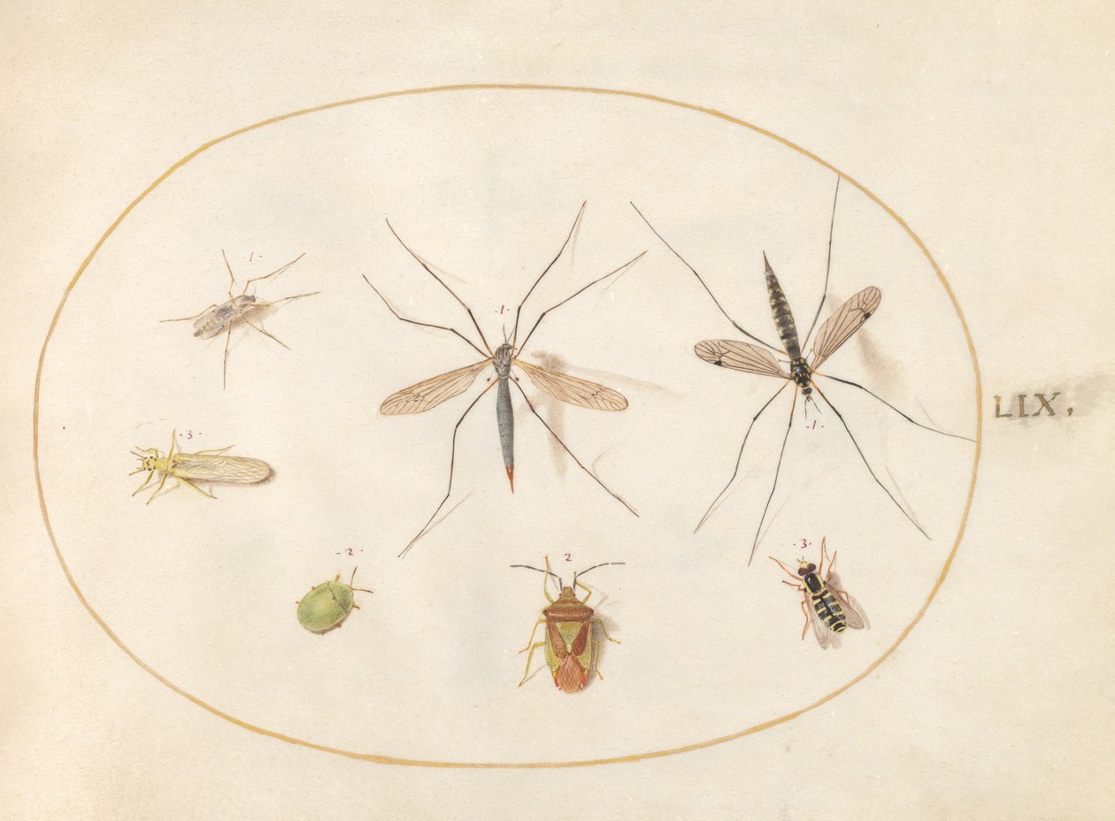 Planche 59 : Sept insectes, y compris une punaise de l