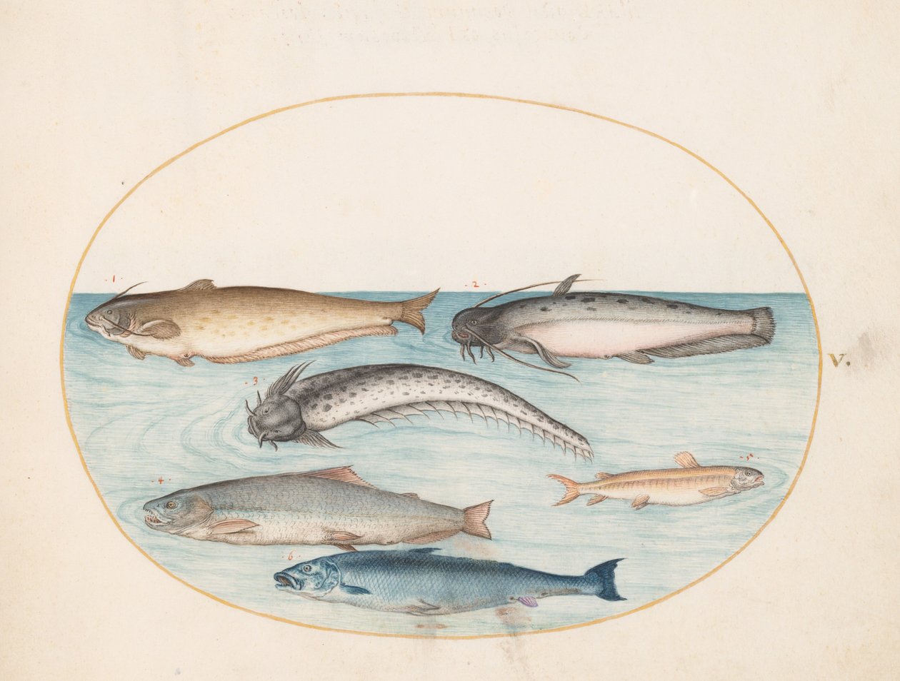 Planche 5 : trois poissons-chats, un saumon et deux autres poissons - Joris Hoefnagel