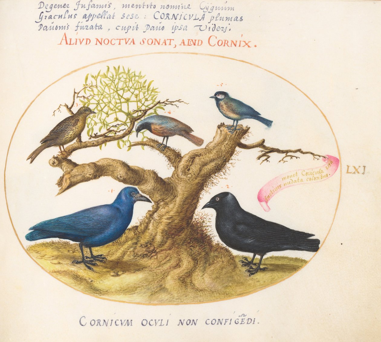 Tafel 61: Blaue Krähe (?), Dohle, Meise und andere Vögel - Joris Hoefnagel