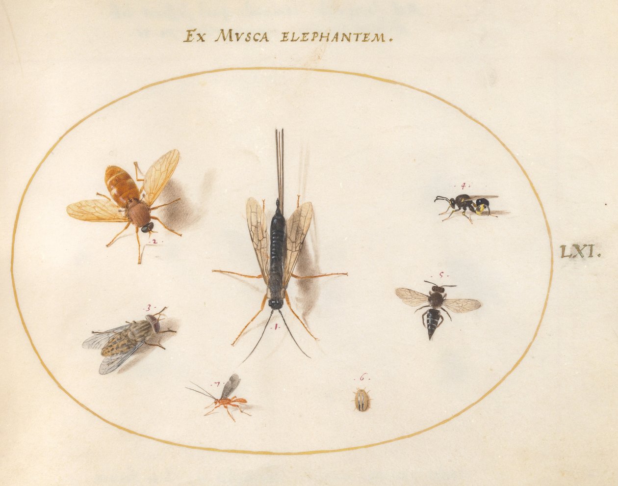 Planche 61 : Sept insectes, y compris des mouches - Joris Hoefnagel