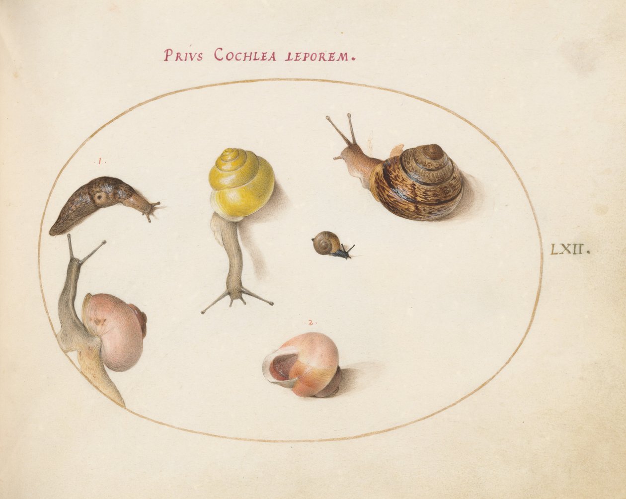 Planche 62 : Une limace avec des escargots - Joris Hoefnagel