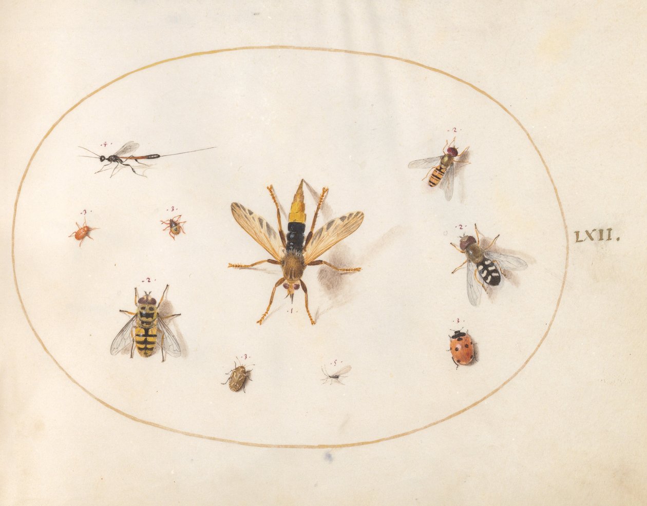 Planche 62 : Dix Insectes - Joris Hoefnagel