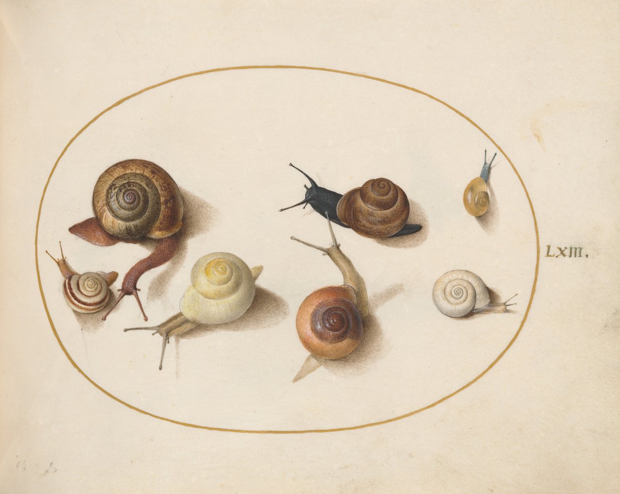 Planche 63 : sept escargots - Joris Hoefnagel